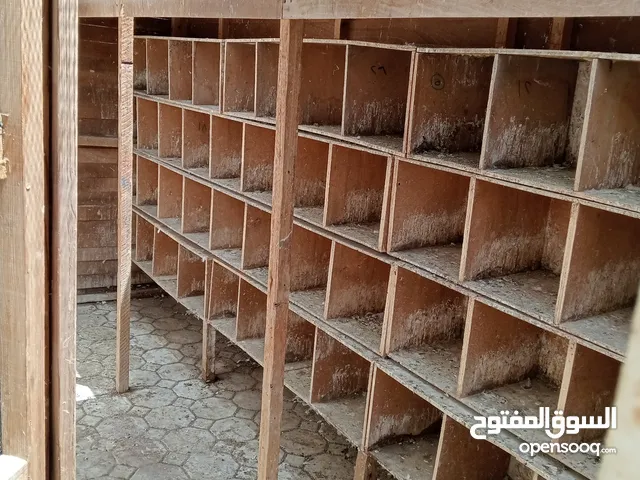 بيت خشب للحمام مع صناديق لبيض الحمام  Wooden pigeon house with boxes for