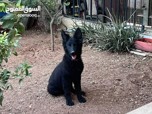 جيرمن رويال بلاك