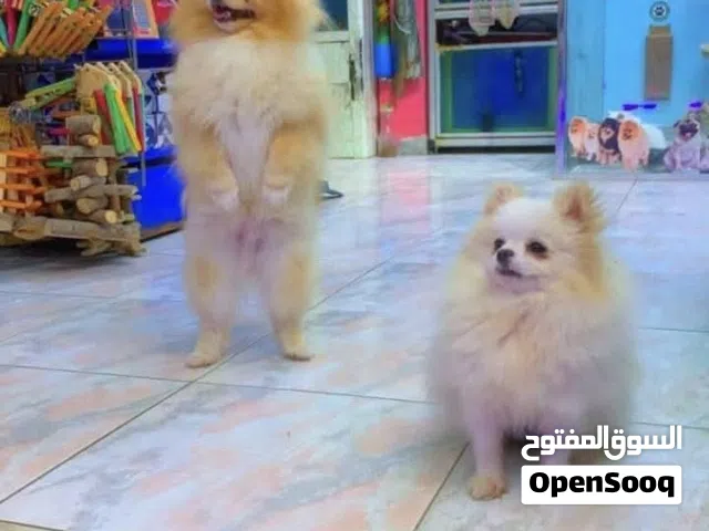 مطلوب يكون عمره حوالي 5 شهور