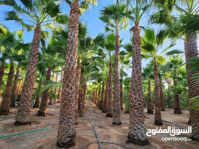 نقوم بجميع اعمال انخل الوشنطن والعربي تكريب وارش قص الجريد