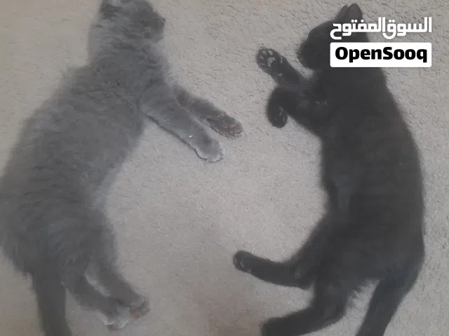 قطط للتبني - بشروط . اقرأ الوصف...