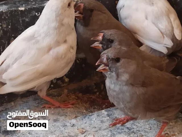 شاركول مكس انتاح بيصفو