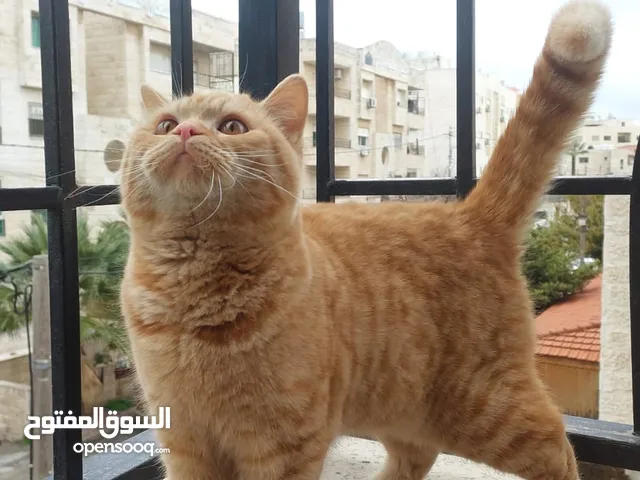 قط ذكر جينحر سكوتش (معقم) عمر 10 اشهر