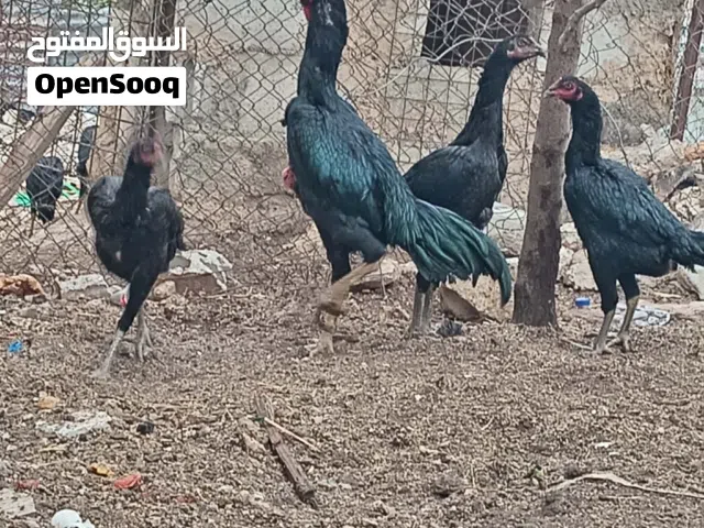 صوص باكستاني اسود عمر 15 يوم اشي نخب النخب صوص باكستاني اسود عمر 15 يوم اشي نخب النخب صوص باكستاني