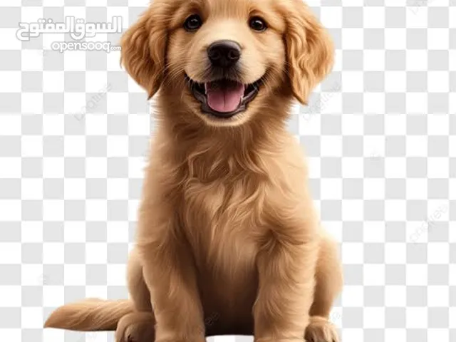 محتاج جرو جولدن ريتريفر