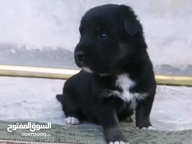 جرو جيرمان بلااك للبيع بسعر مناسب