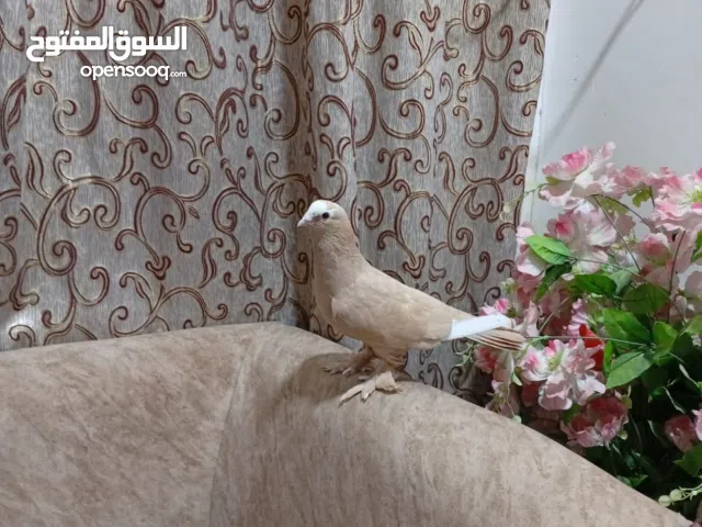 فحل شاملي اصفر مكلش بصحه جيده الي يريده يتواصل وياي مكاني البصره حي الاصدقاء