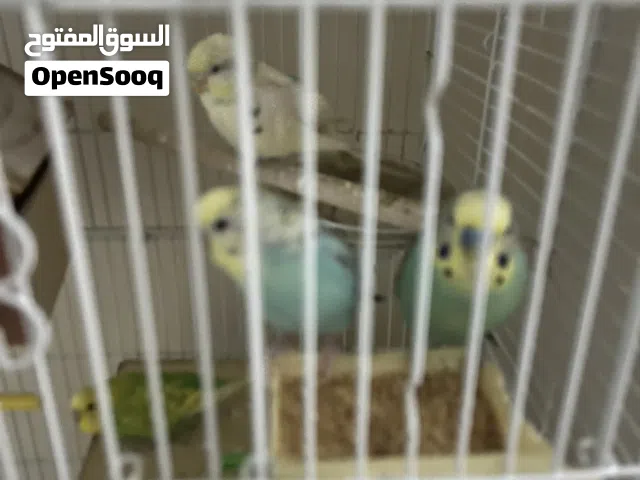 أربعه بالجي طيور الحب