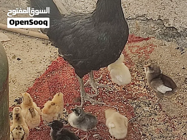 دجاجه مع 9 افراخ