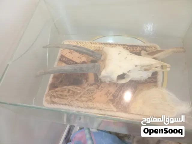 رأس المها العربي