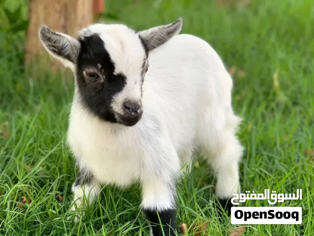 ماعز قزم بلجيكي امريكي  العمر واشهر اسابيع تربية منزلية أليفة  التطعيمات بشكل كامل تدريب على اللعب