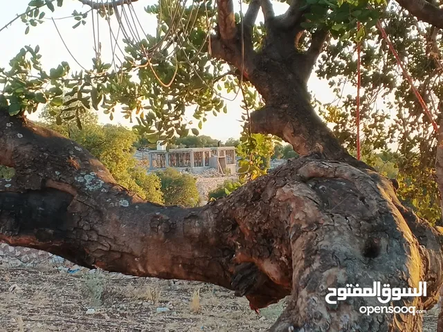 حطب سنديان مع رخصه نقل للبيع