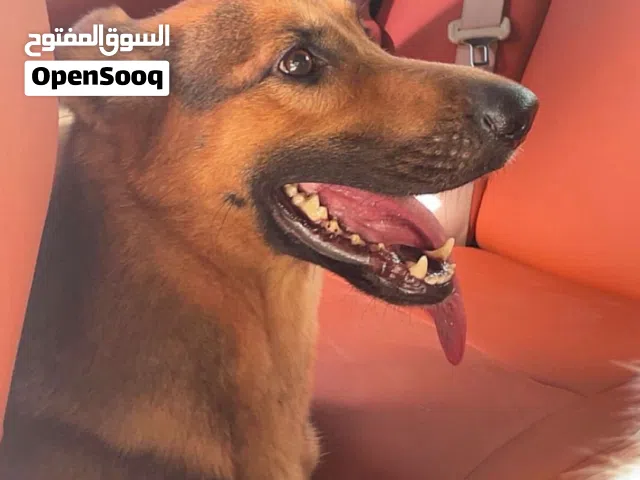 جيرمن شبرد شورت هير أليفه لعبوه
