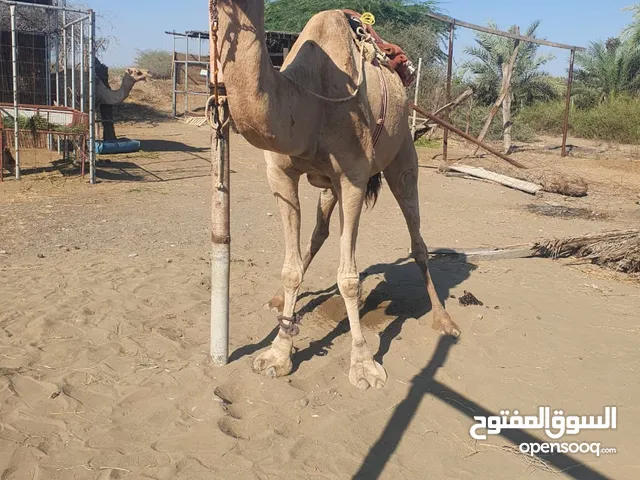 البيع ناقه قليصه طبيع وخاليه من جميع العذاريب.