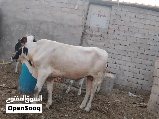 عجل سمتال الماني اصلي