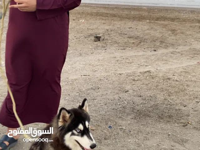 هاسكي انثى بيور للبيع