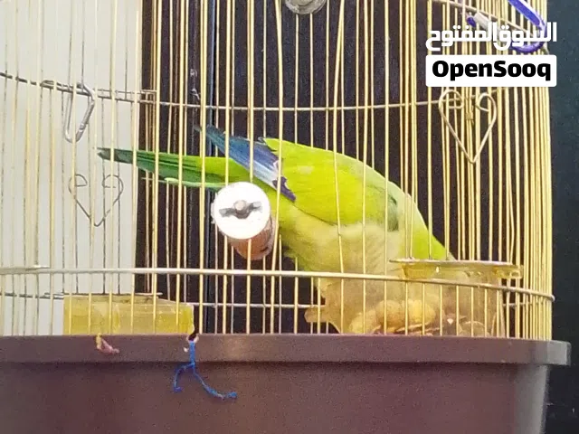 ببغاء كويكر