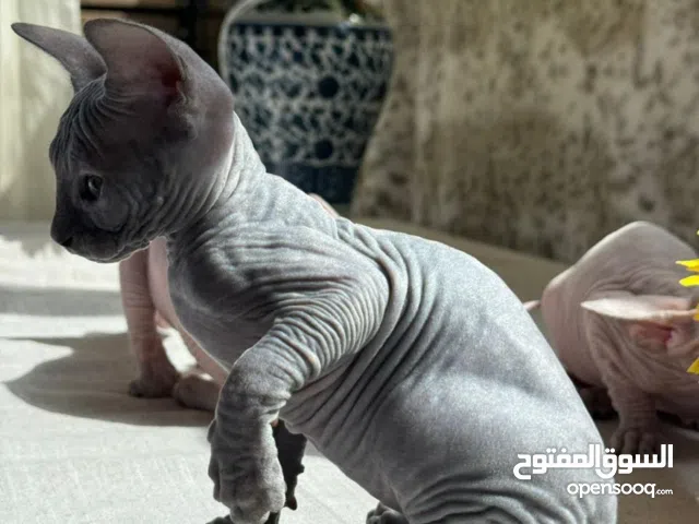 Sphinx kittens القط الفرعوني