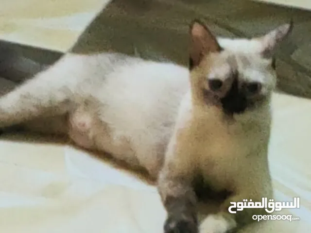 قطه صيامي معاها ولادها للتبني المكان في شبرا مصر
