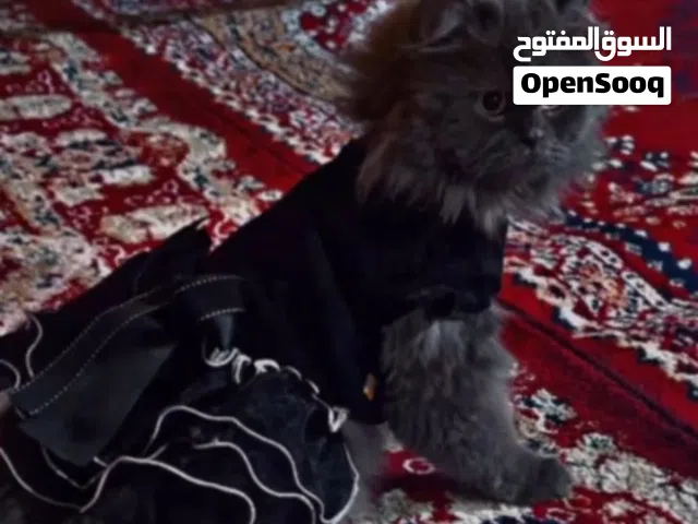 قطه شيرازيه مع الكتن ، مع كامل الملحقات
