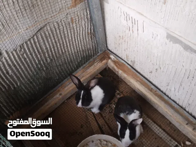 كوبيه انتايه عشره بعون الله