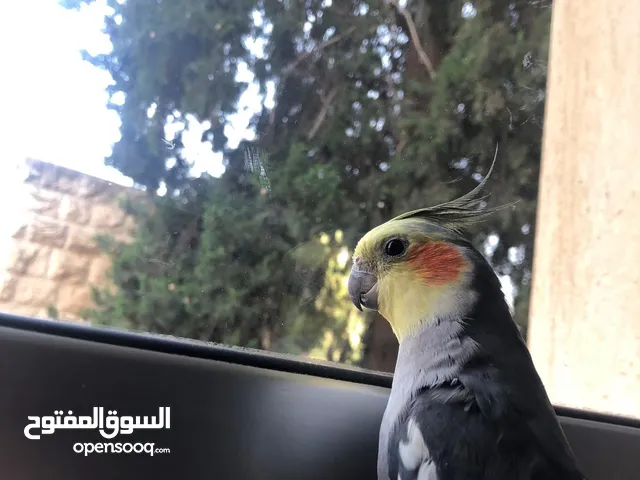 طير كوكتيل للبيع