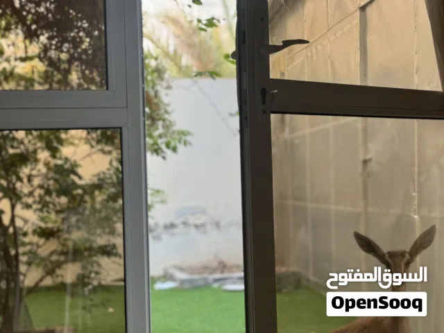 غزال ديماني اليف للبيع