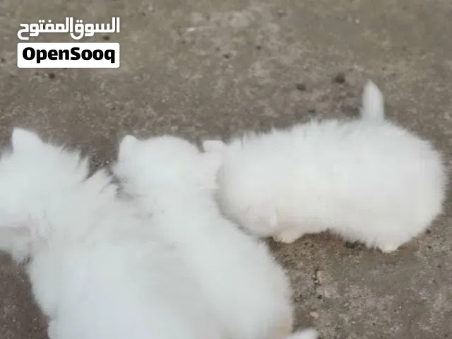 قطط صغيره للبيع