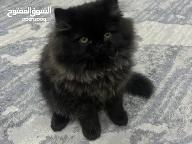 قطط للبيع شانشيلا