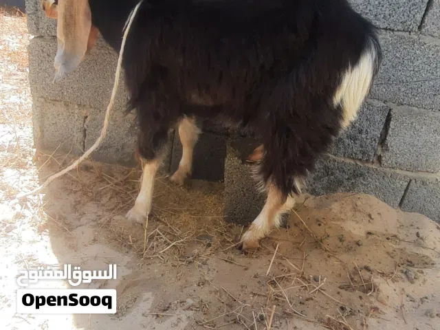 جدي موس للبيع