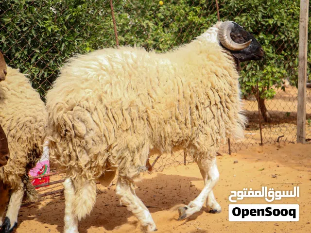 خروف مش مبدل