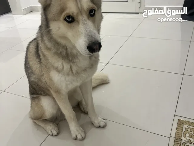 هاسكي للتبني husky
