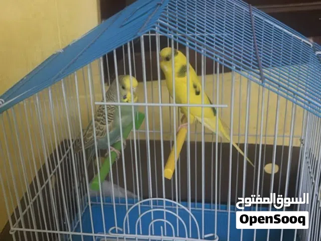 للبيع طيور