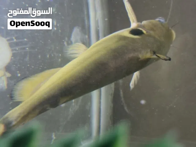 للبدل To be exchanged