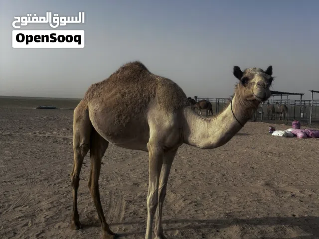 للبيع بكرة لقيه تربع جذعه ابوه رداد وامه من بنات بويضاء وعليه اثبات