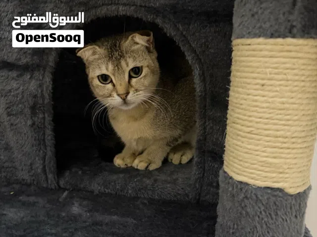 انثى سكوتش فولد للتبني free adoption