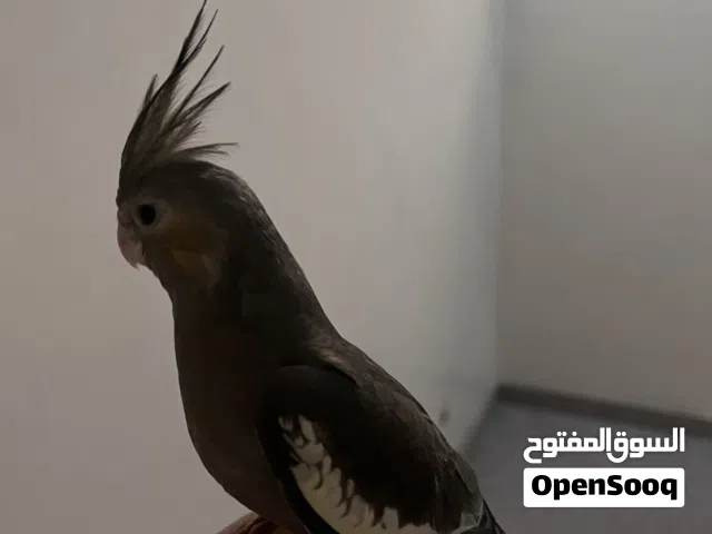 للبيع نثيه كروان ربوه فل