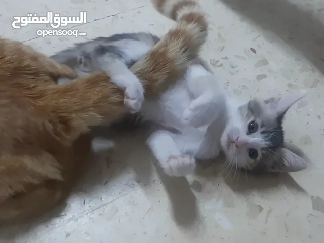 قطة أنثى بلدي بعمر شهر و 20 يوم