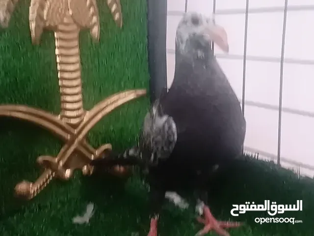 متاح فرخين فطام كشامره هومرات صلاة النبي الهم فيديو