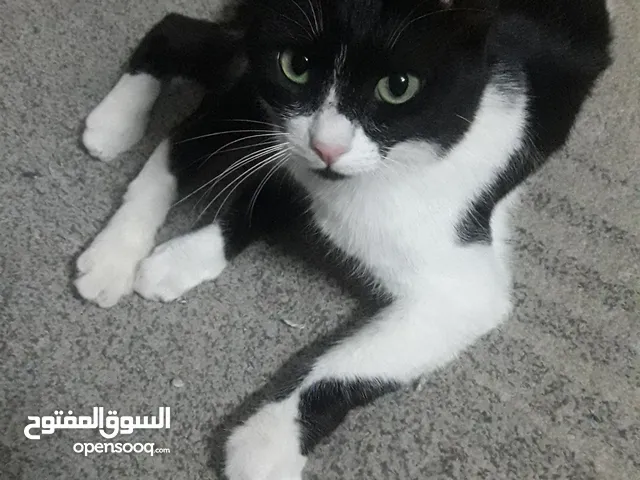 قطوة اليفة و مطعمة عمرها 3 سنوات للتنازل بلاش