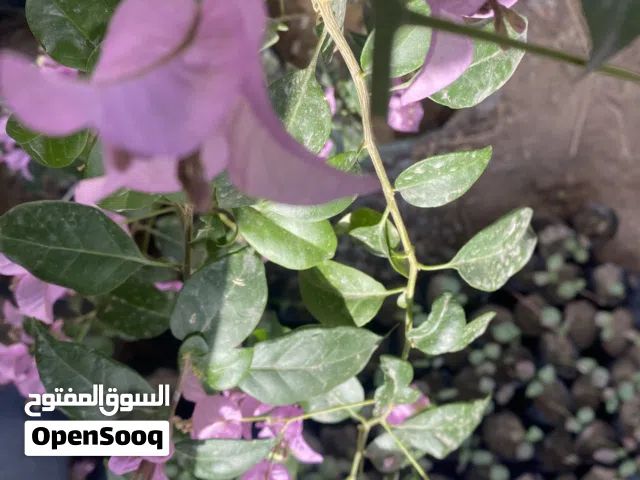 مطلوب اعواد او اقلام جهنمي