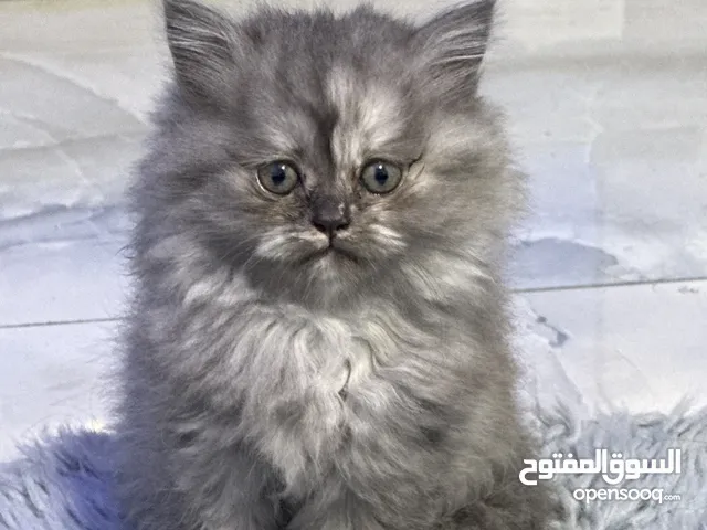 قطط شانشيلا عمر 2 شهرين للبيع بسعر العرض 500 شيكل