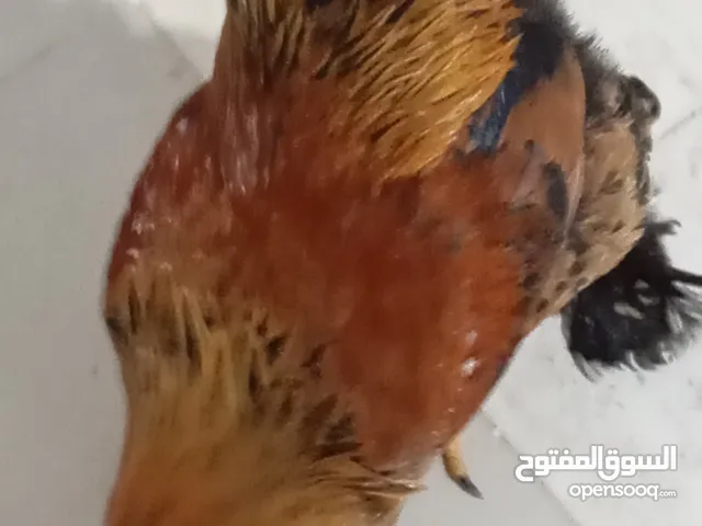 دجاج براهمة