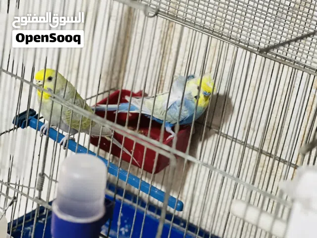 كوبيه ربي يبارك