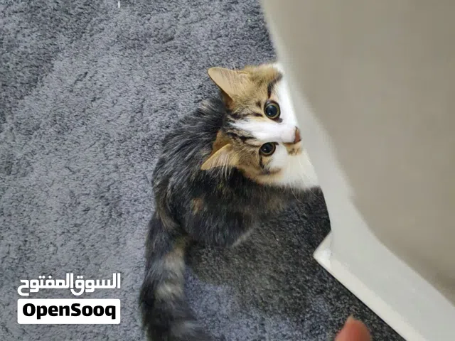 قط مميز للتبني