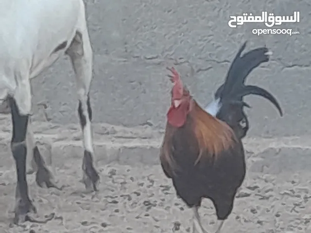 ديك عربي سلله ندره