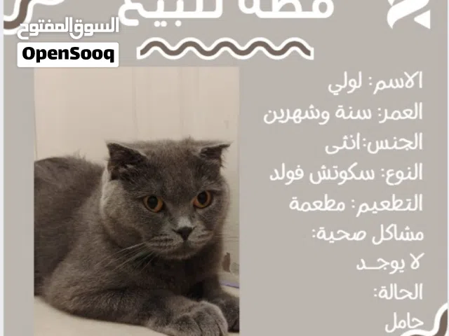 قطة أنثى سنة وشهرين