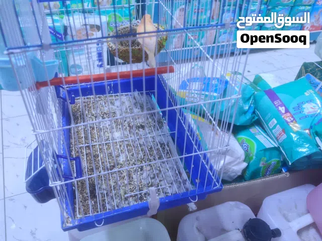 بيع كناري زوج شيرازي برتقالي لون  دون القفص
