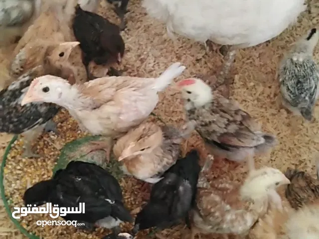 حبشه هولندي معاها 28 صوص بلدي