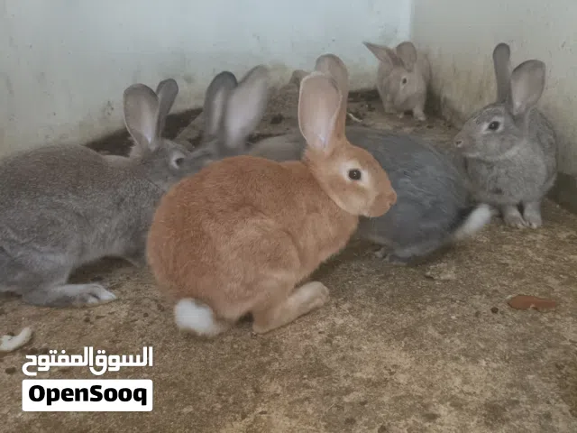 ارانب عربيات